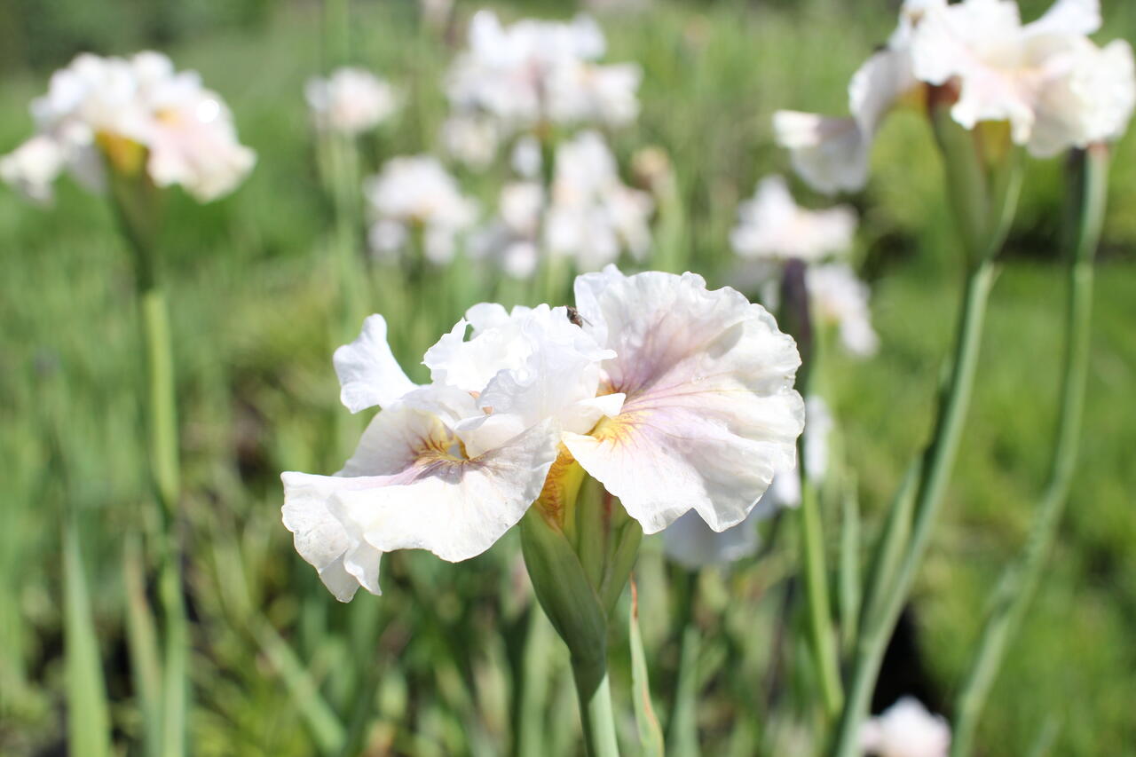 Kosatec sibiřský 'Peacock Butterfly Wynne Magnolia' - Iris sibirica ...