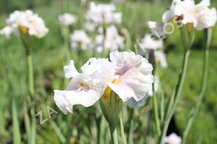 Kosatec sibiřský 'Peacock Butterfly Wynne Magnolia' - Iris sibirica 'Peacock Butterfly Wynne Magnolia'