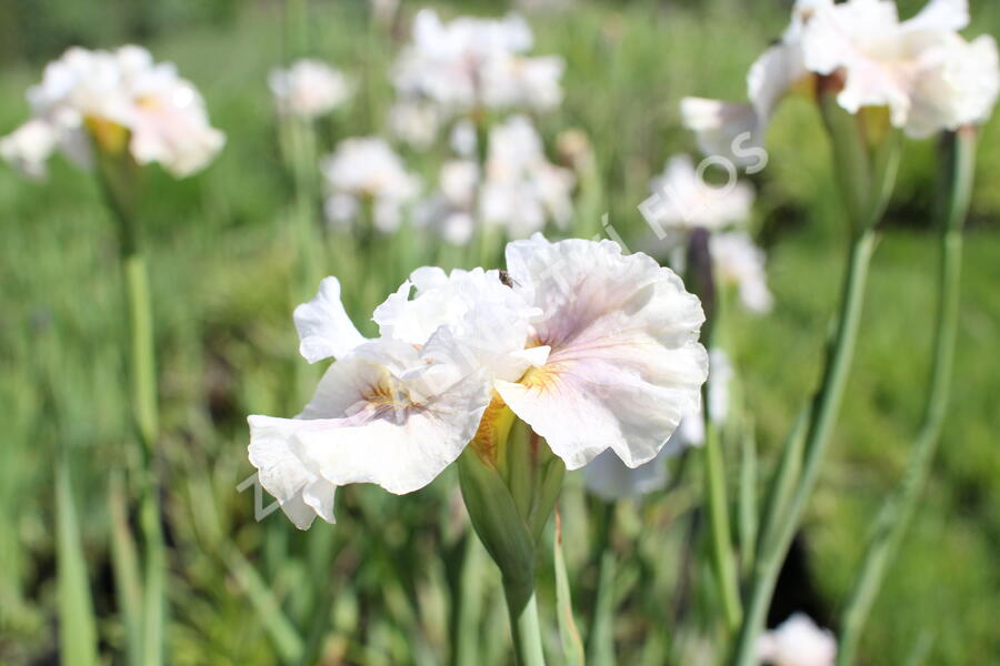 Kosatec sibiřský 'Peacock Butterfly Wynne Magnolia' - Iris sibirica 'Peacock Butterfly Wynne Magnolia'