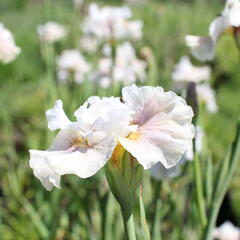 Kosatec sibiřský 'Peacock Butterfly Wynne Magnolia' - Iris sibirica 'Peacock Butterfly Wynne Magnolia'