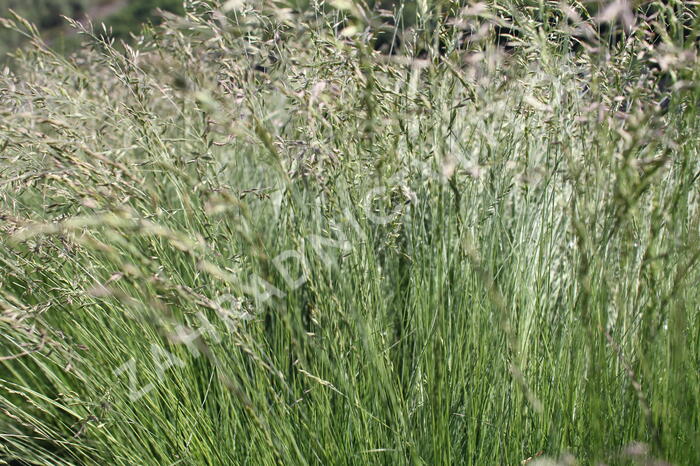 Kostřava tenkolistá - Festuca filiformis