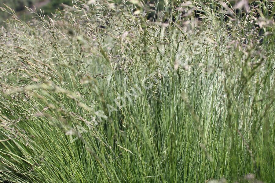 Kostřava tenkolistá - Festuca filiformis