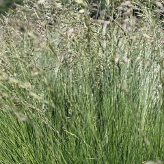 Kostřava tenkolistá - Festuca filiformis