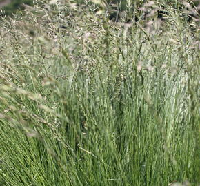 Kostřava tenkolistá - Festuca filiformis