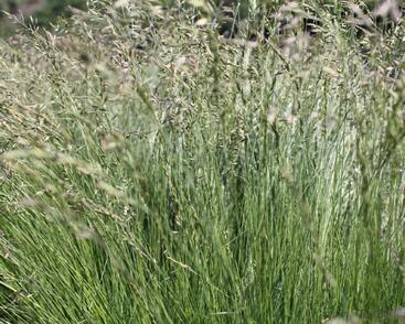 Kostřava tenkolistá