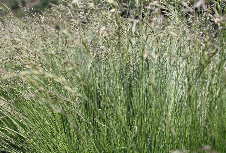 Kostřava tenkolistá - Festuca filiformis