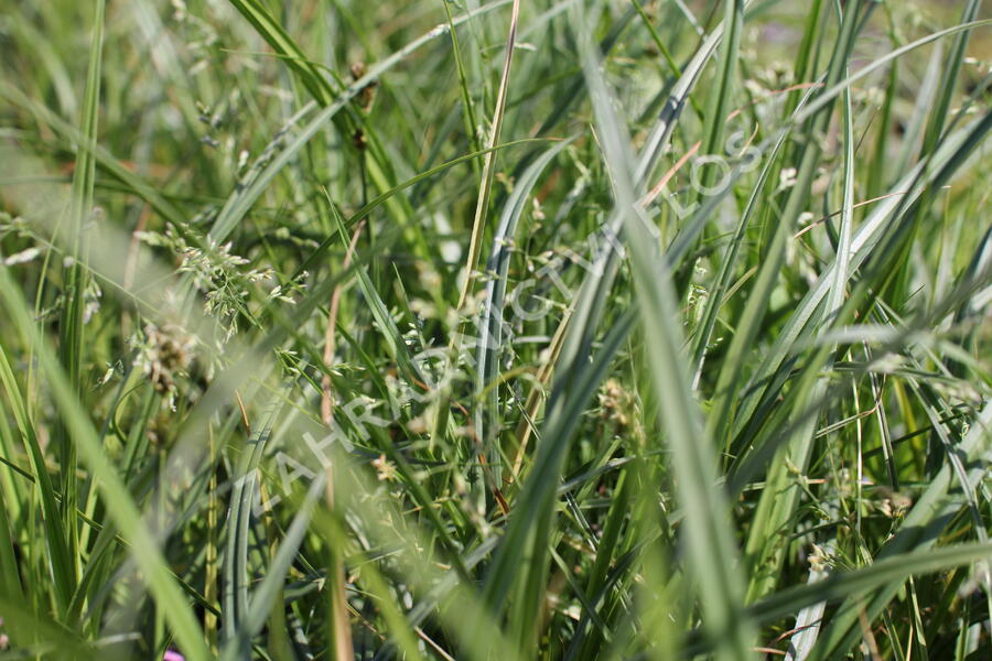 Ostřice liščí - Carex vulpina