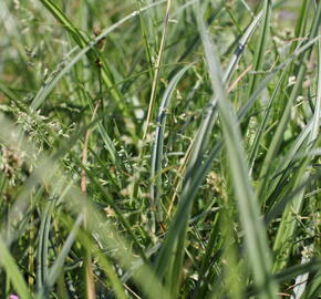 Ostřice liščí - Carex vulpina