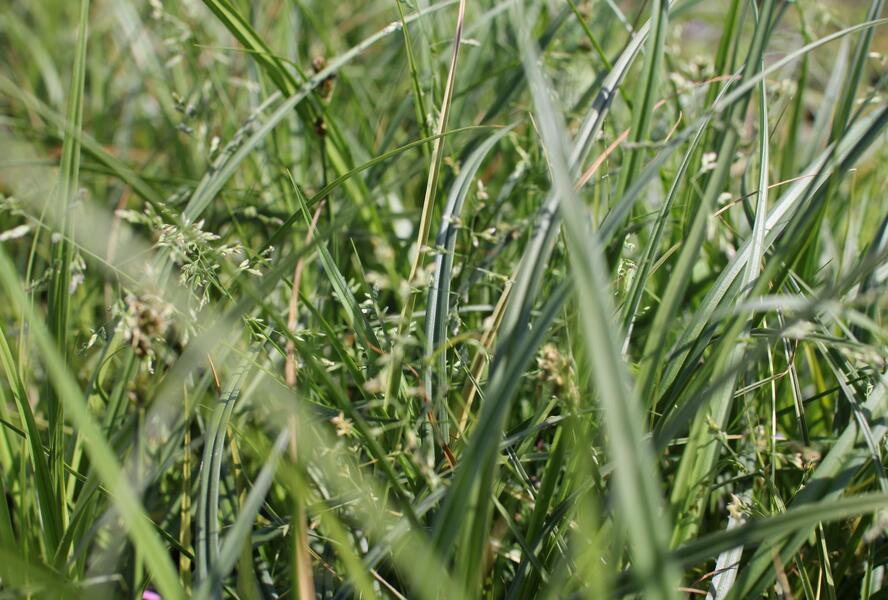 Ostřice liščí - Carex vulpina