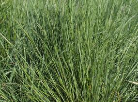 Smělek jehlancovitý - Koeleria pyramidata