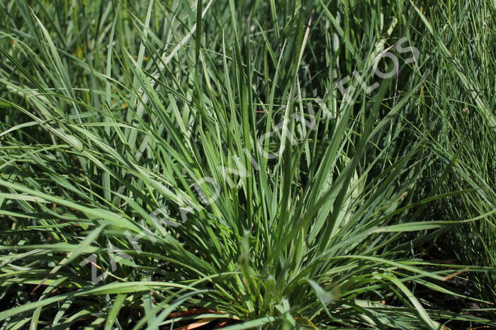 Smělek jehlancovitý - Koeleria pyramidata