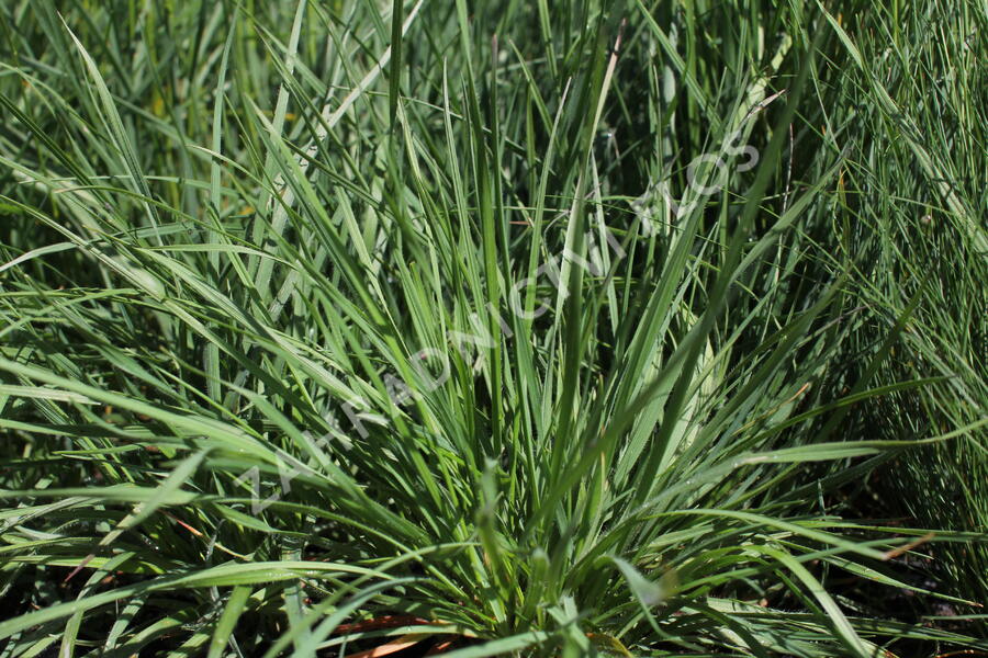 Smělek jehlancovitý - Koeleria pyramidata