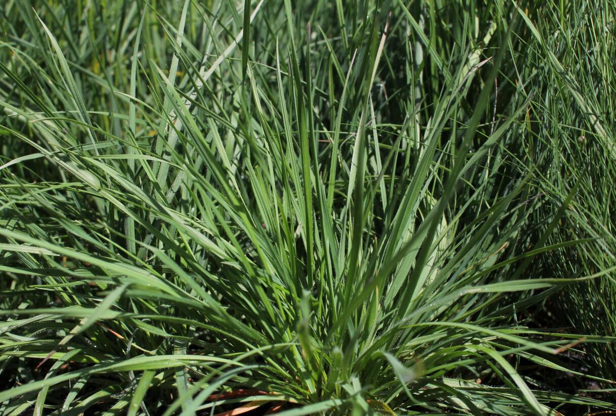 Smělek jehlancovitý - Koeleria pyramidata