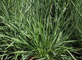 Smělek jehlancovitý - Koeleria pyramidata