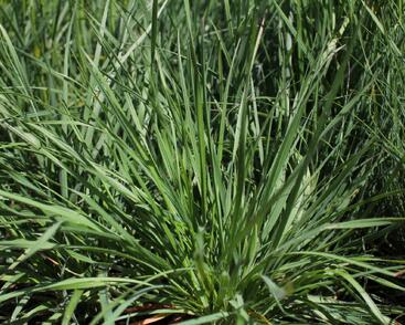 Smělek jehlancovitý