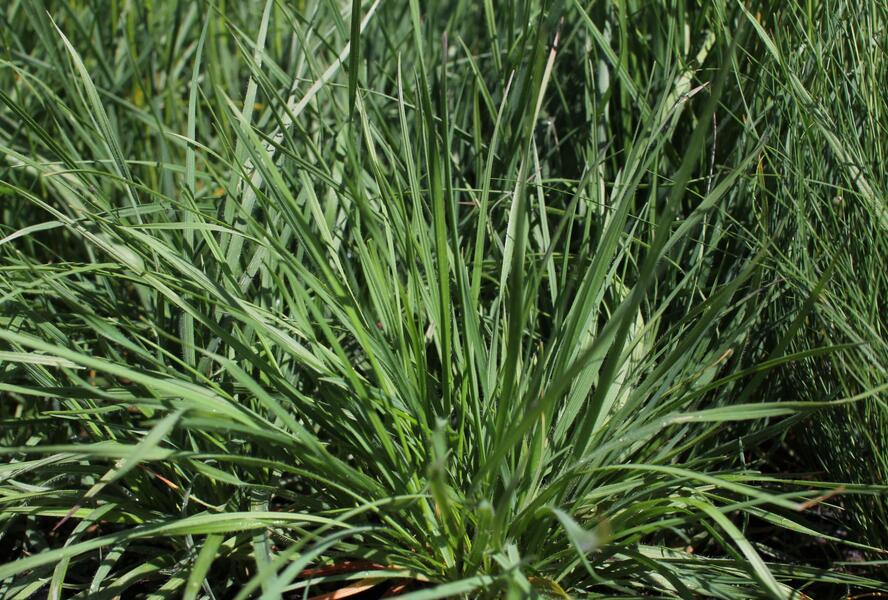Smělek jehlancovitý - Koeleria pyramidata
