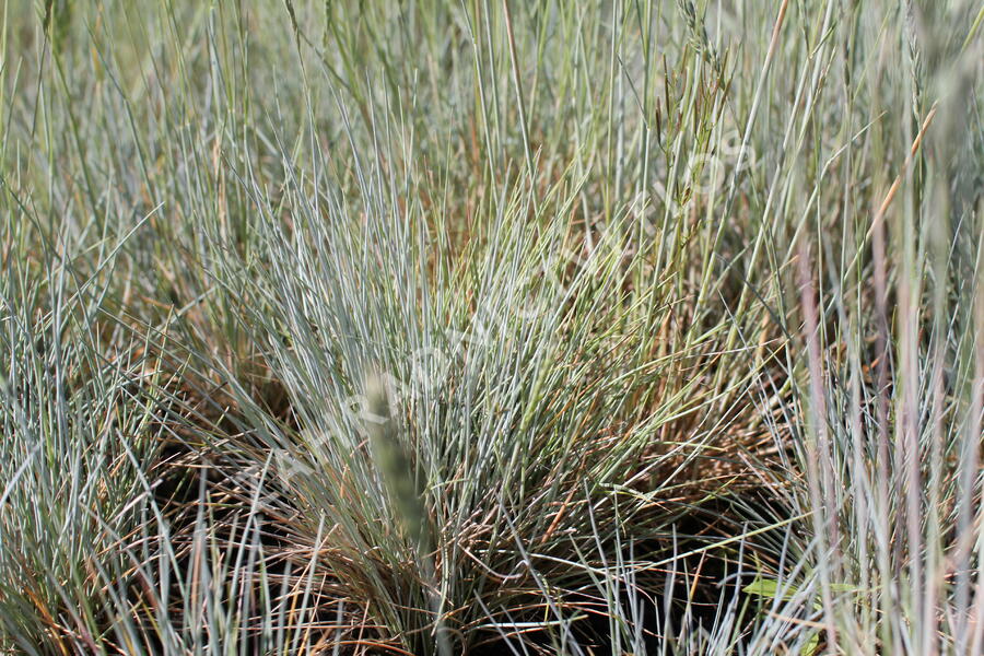 Kostřava Walliská 'Buddy Blue' - Festuca valesiaca 'Buddy Blue'