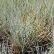 Kostřava Walliská 'Buddy Blue' - Festuca valesiaca 'Buddy Blue'