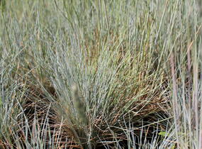 Kostřava Walliská 'Buddy Blue' - Festuca valesiaca 'Buddy Blue'
