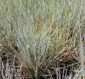 Kostřava Walliská 'Buddy Blue' - Festuca valesiaca 'Buddy Blue'