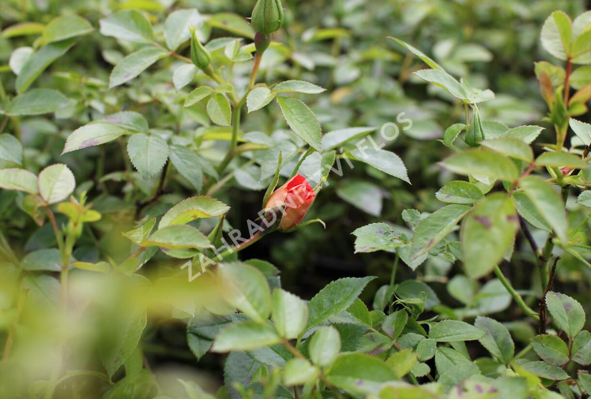 Růže půdopokryvná 'Bienenweide Aprikot' - Rosa PK 'Bienenweide Aprikot'
