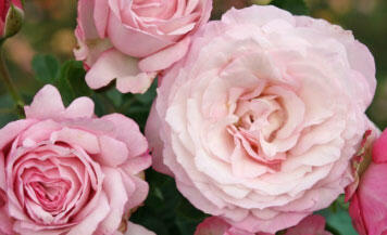 Růže mnohokvětá Kordes 'Rosenfaszination' - Rosa MK 'Rosenfascination'