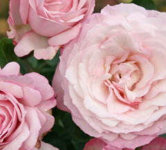 Růže mnohokvětá Kordes 'Rosenfaszination' - Rosa MK 'Rosenfascination'