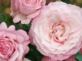 Růže mnohokvětá Kordes  'Rosenfaszination' - Rosa MK 'Rosenfascination'