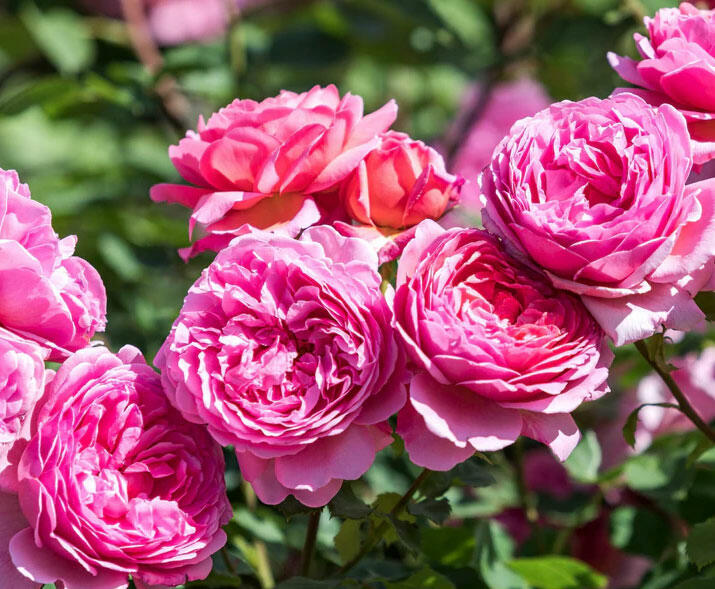 Anglická růže Davida Austina 'Alexandra of Kent' - Rosa S 'Alexandra of Kent'