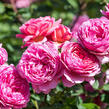 Anglická růže Davida Austina 'Alexandra of Kent' - Rosa S 'Alexandra of Kent'