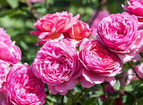 Růže anglická David Austin 'Alexandra of Kent' - Rosa S 'Alexandra of Kent'