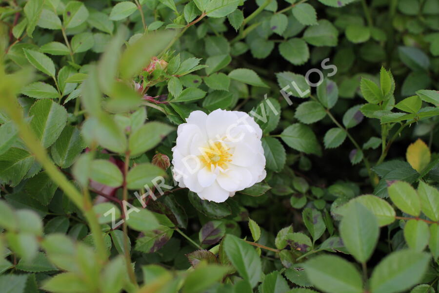 Růže půdopokryvná 'Bienenweide Weiss' - Rosa PK 'Bienenweide Weiss'