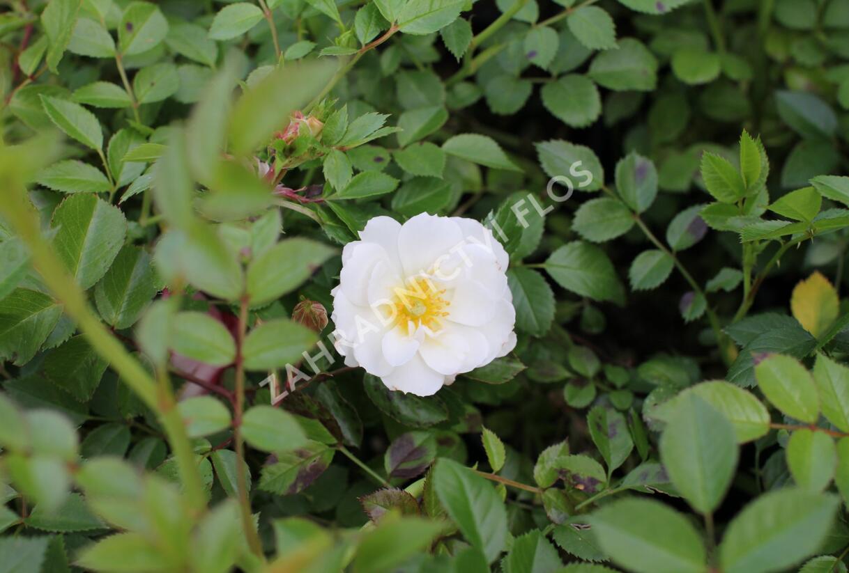Růže půdopokryvná 'Bienenweide Weiss' - Rosa PK 'Bienenweide Weiss'