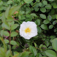 Růže půdopokryvná 'Bienenweide Weiss' - Rosa PK 'Bienenweide Weiss'