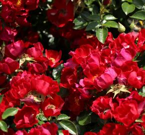Růže půdopokryvná Kordes 'Bassino' - Rosa PK 'Bassino'