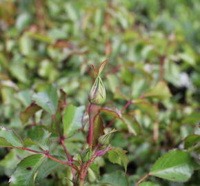 Růže půdopokryvná Kordes 'Bassino' - Rosa PK 'Bassino'