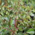 ruze-pudopokryvna-kordes-bassino.jpg