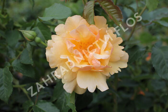 Růže mnohokvětá 'Campina Gold' - Rosa MK 'Campina Gold'