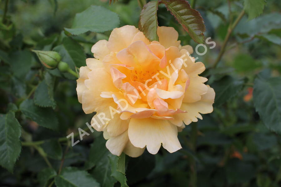 Růže mnohokvětá 'Campina Gold' - Rosa MK 'Campina Gold'