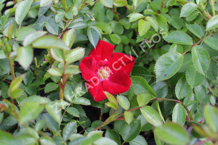 Růže půdopokryvná 'Bienenweide Rot' - Rosa PK 'Bienenweide Rot'