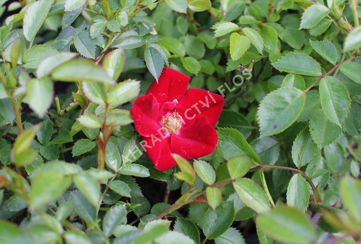 Růže půdopokryvná 'Bienenweide Rot' - Rosa PK 'Bienenweide Rot'
