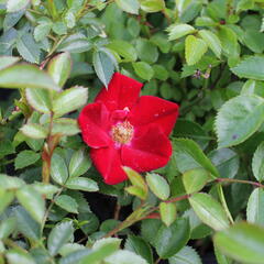 Růže půdopokryvná 'Bienenweide Rot' - Rosa PK 'Bienenweide Rot'