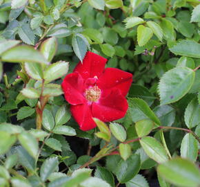 Růže půdopokryvná 'Bienenweide Rot' - Rosa PK 'Bienenweide Rot'