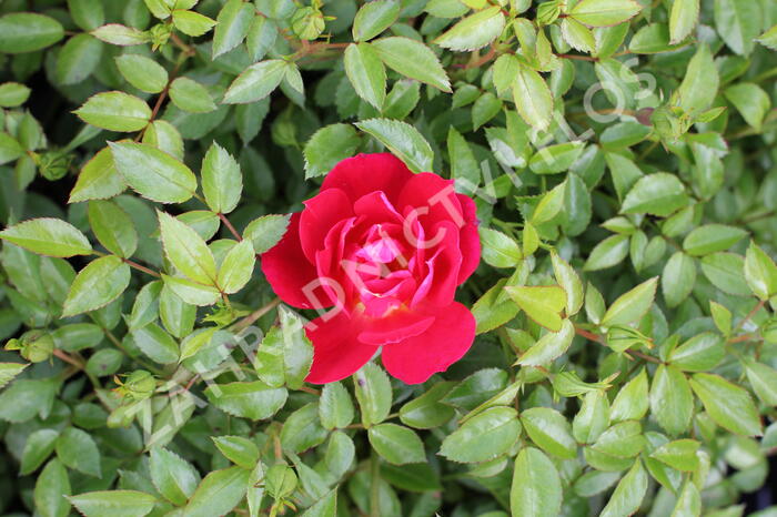 Růže půdokryvná 'Bienenweide Rot Hellrot' - Rosa PK 'Bienenweide Rot Hellrot'