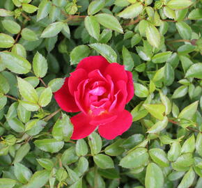 Růže půdopokryvná 'Bienenweide Rot Hellrot' - Rosa PK 'Bienenweide Rot Hellrot'