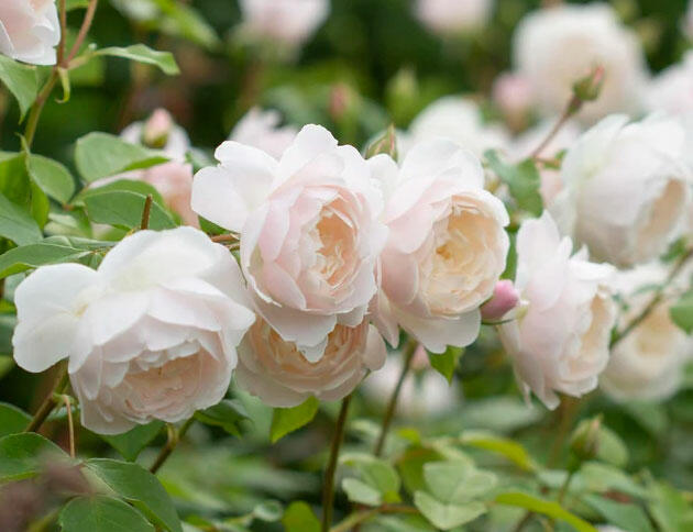 Anglická růže Davida Austina 'Desdemona' - Rosa S 'Desdemona'