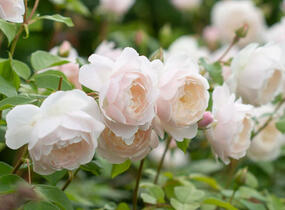 Růže anglická David Austin 'Desdemona' - Rosa S 'Desdemona'