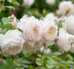 Anglická růže Davida Austina 'Desdemona' - Rosa S 'Desdemona'