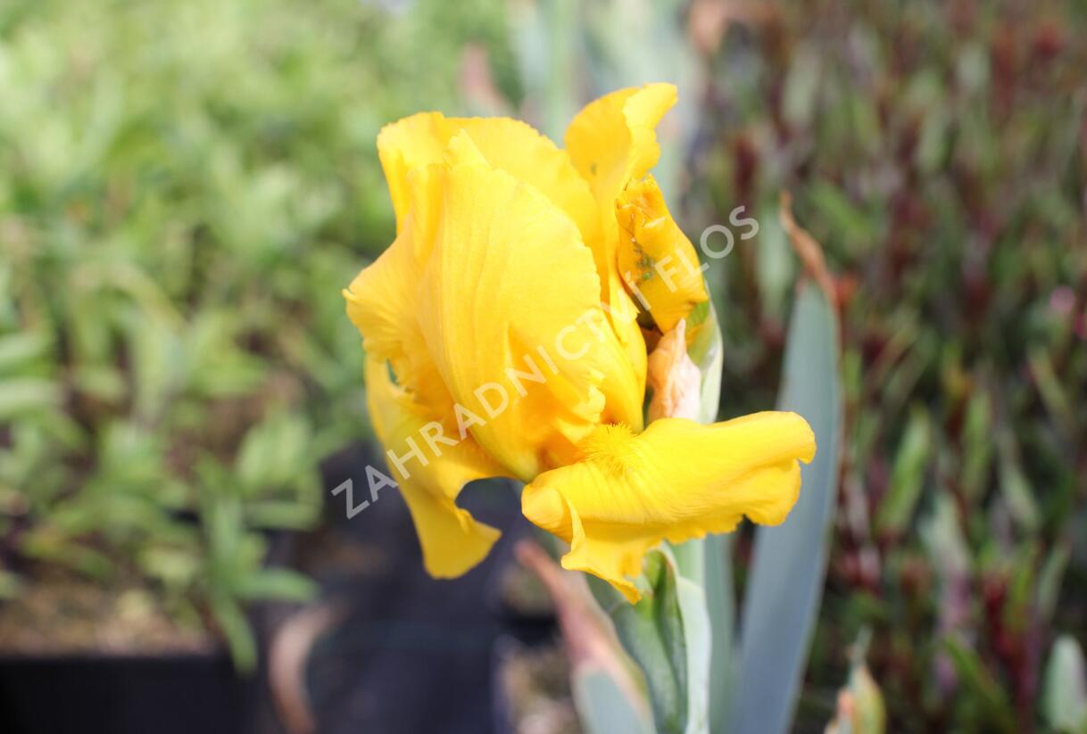 Kosatec německý 'Acapulco Gold' - Iris barbata-elatior 'Acapulco Gold'