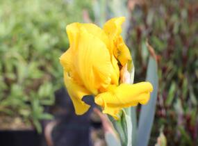 Kosatec německý 'Acapulco Gold' - Iris barbata-elatior 'Acapulco Gold'